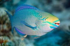 Queen Parrotfish