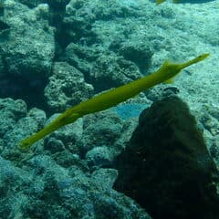 Pacific Trumpetfish