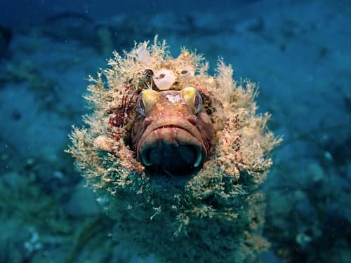 Sarcastic Fringehead