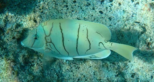 Hawaiian Convict Surgeonfish