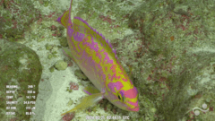 Anthias