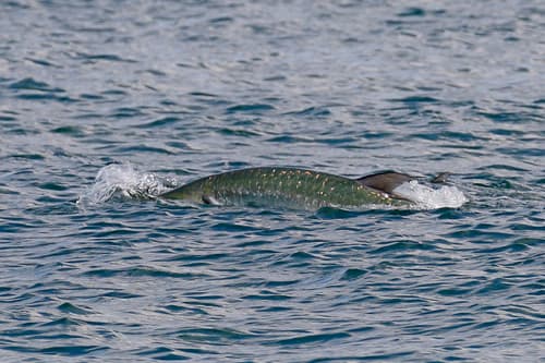 Atlantic Tarpon