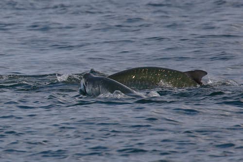 Atlantic Tarpon