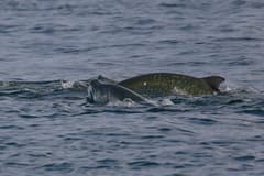 Atlantic Tarpon