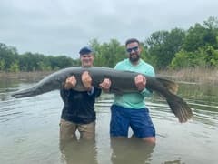 Alligator Gar