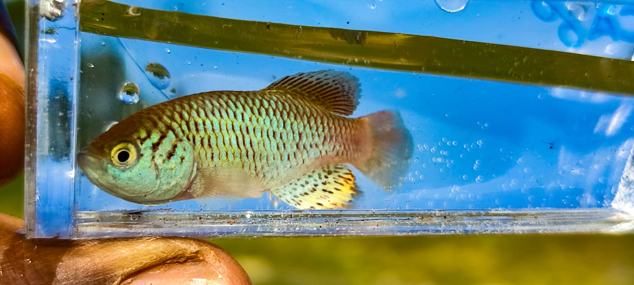 Killifish