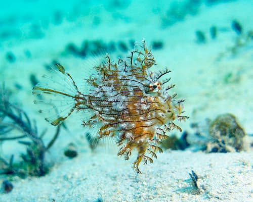 Leafy Filefish