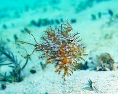 Leafy Filefish