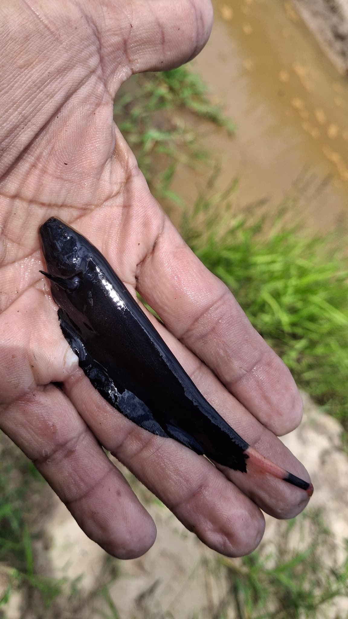 Black Ghost Knifefish