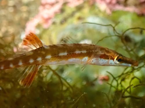 Fifteen-spined Stickleback