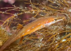 Sea Stickleback