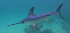 Broadbill Swordfish