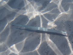 Cornetfish
