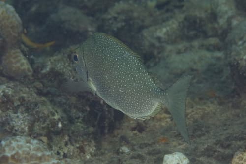 Dusky Rabbitfish