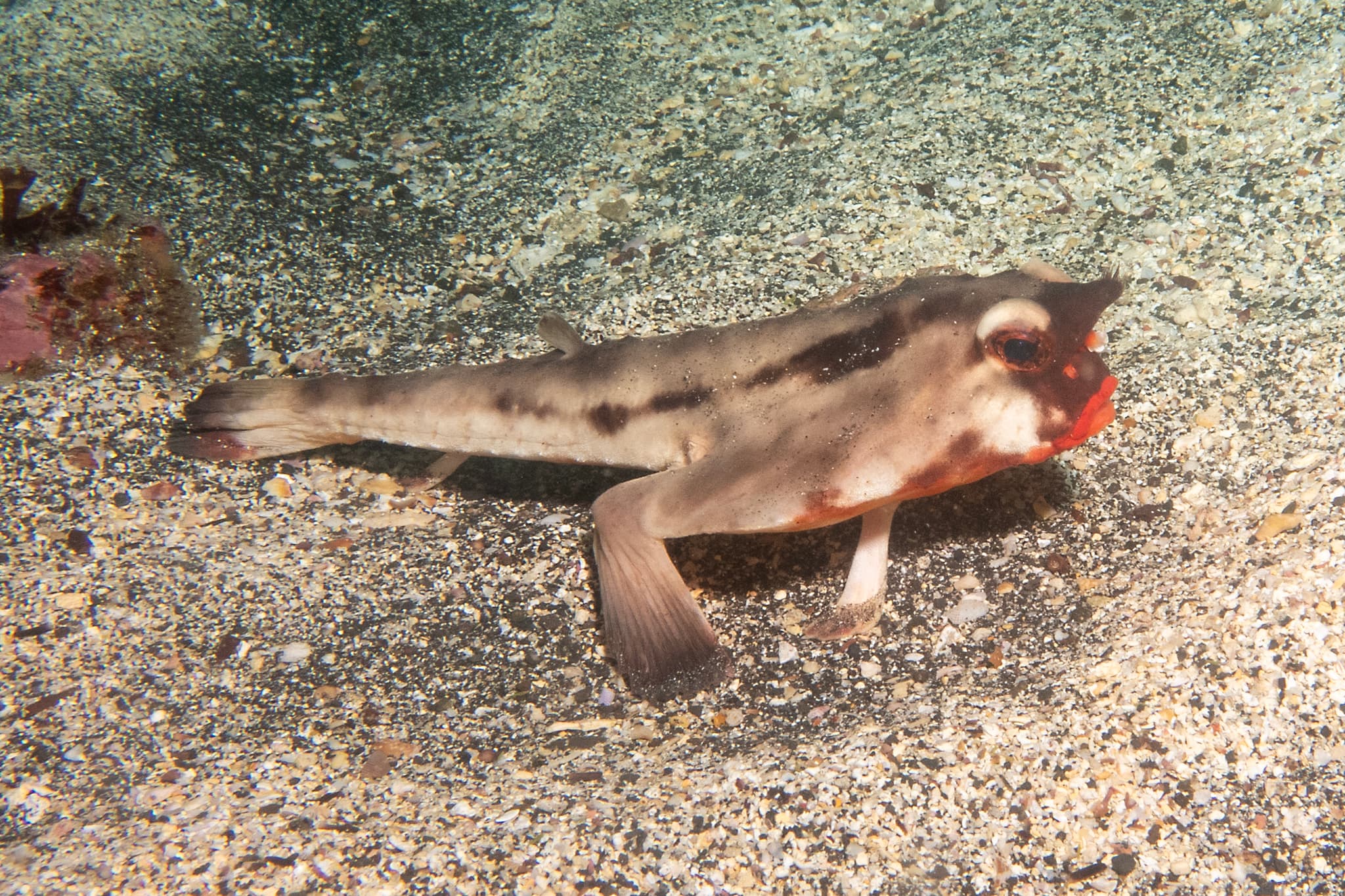 Red-lipped Batfish