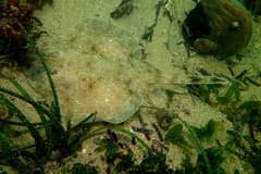 Pygmy Thornback Skate