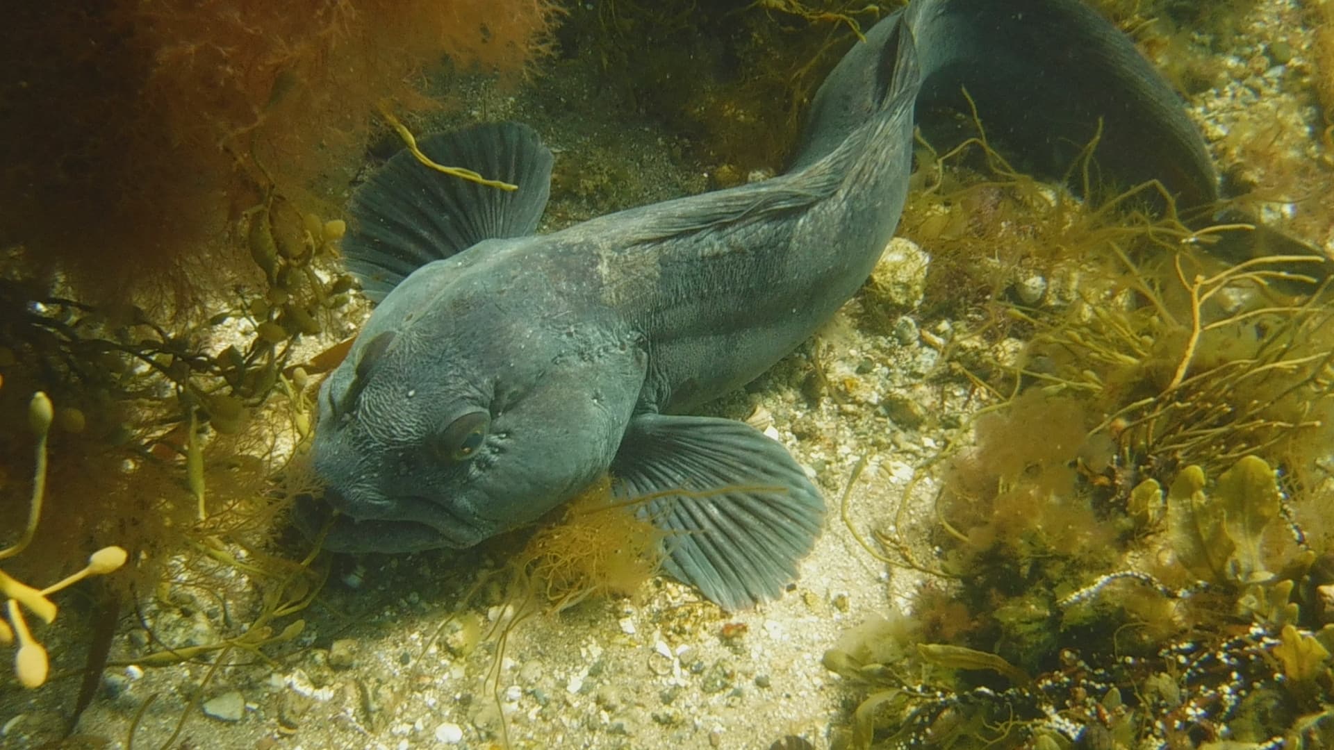 Wolffish (Atlantic)