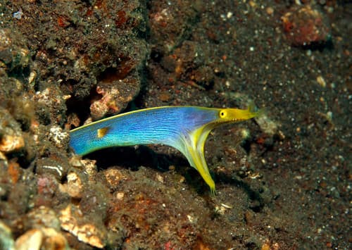 Ribbon Eel