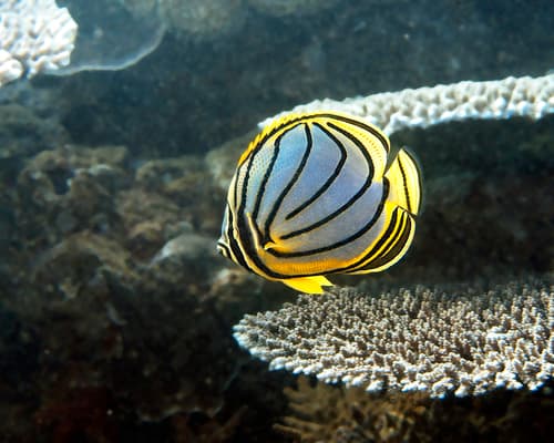 Meyer's Butterflyfish