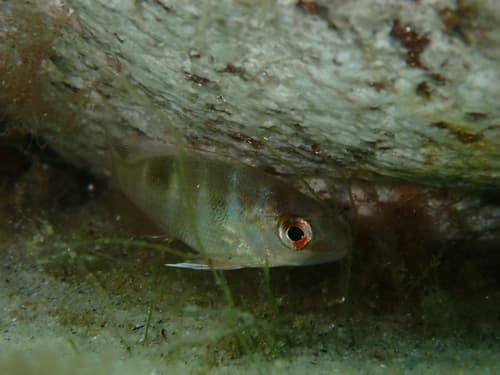 Northern Red Snapper
