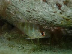 Northern Red Snapper