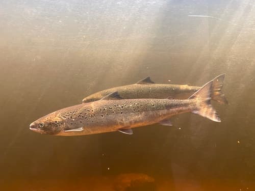 Atlantic Salmon