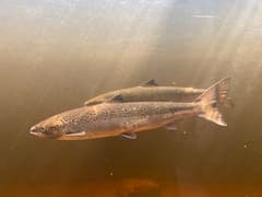 Atlantic Salmon