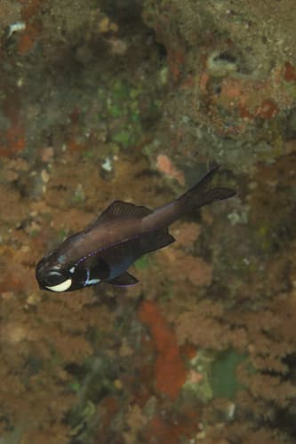 Flashlight Fish