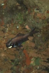 Flashlight Fish