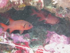 Earle's Soldierfish