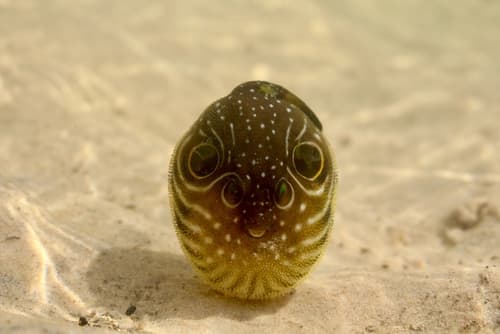 White-spotted Puffer