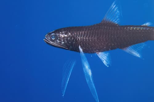 Lanternfish