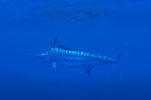 Blue Marlin