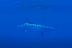 Blue Marlin