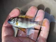 African Cichlid