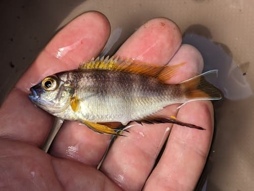 Livingston's Mbuna Cichlid