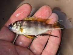 Livingston's Mbuna Cichlid