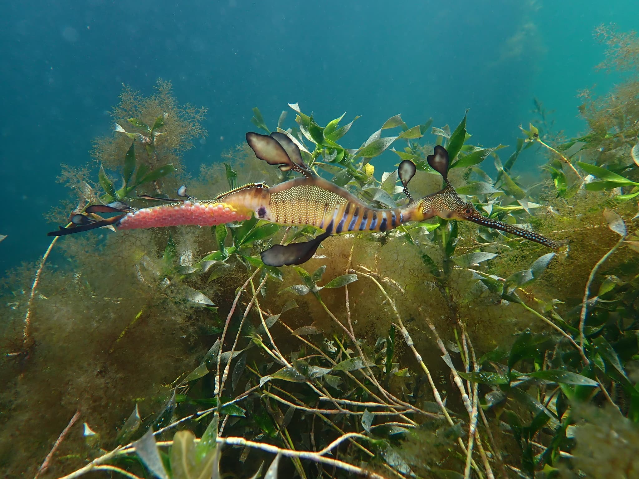 Weedy Seadragon