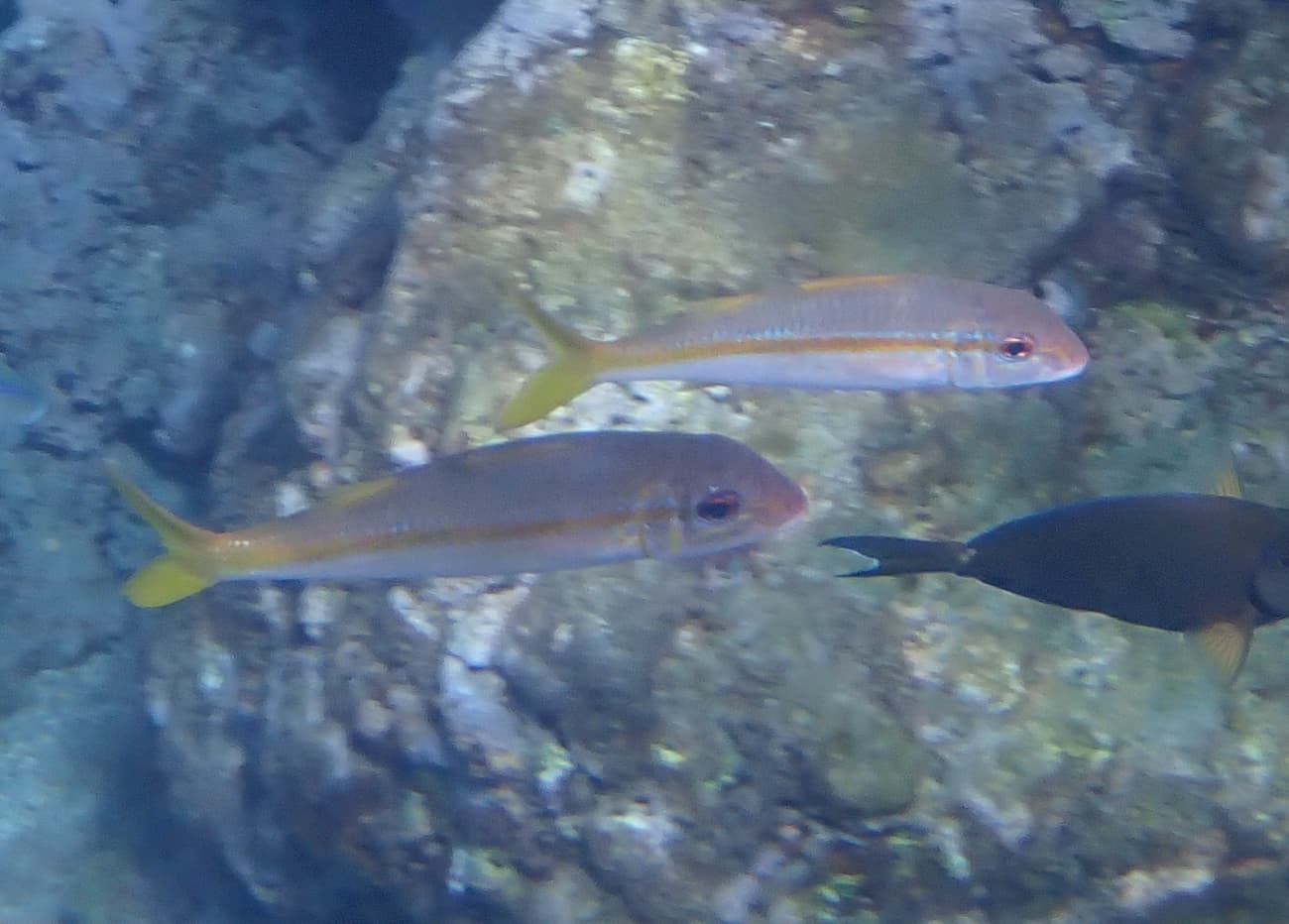 Yellowfin Goatfish