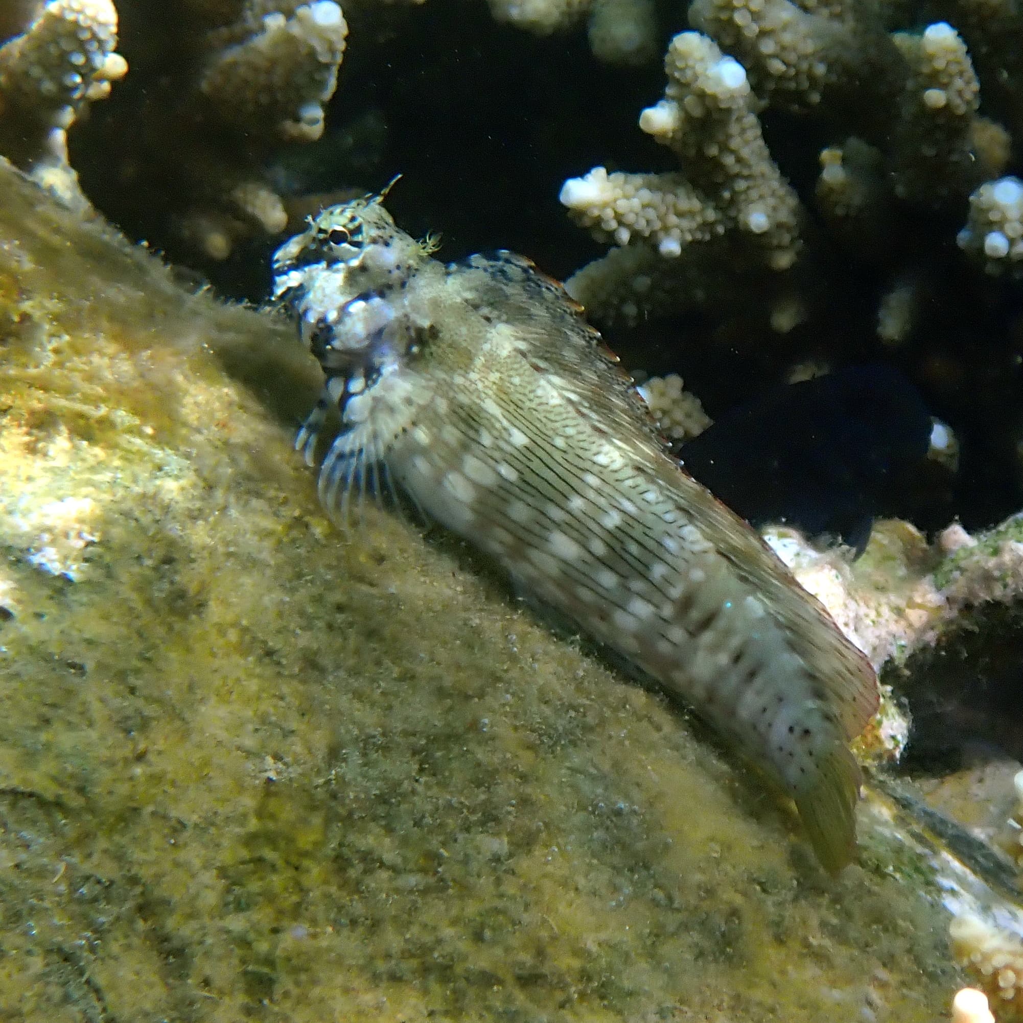 Lawnmower Blenny