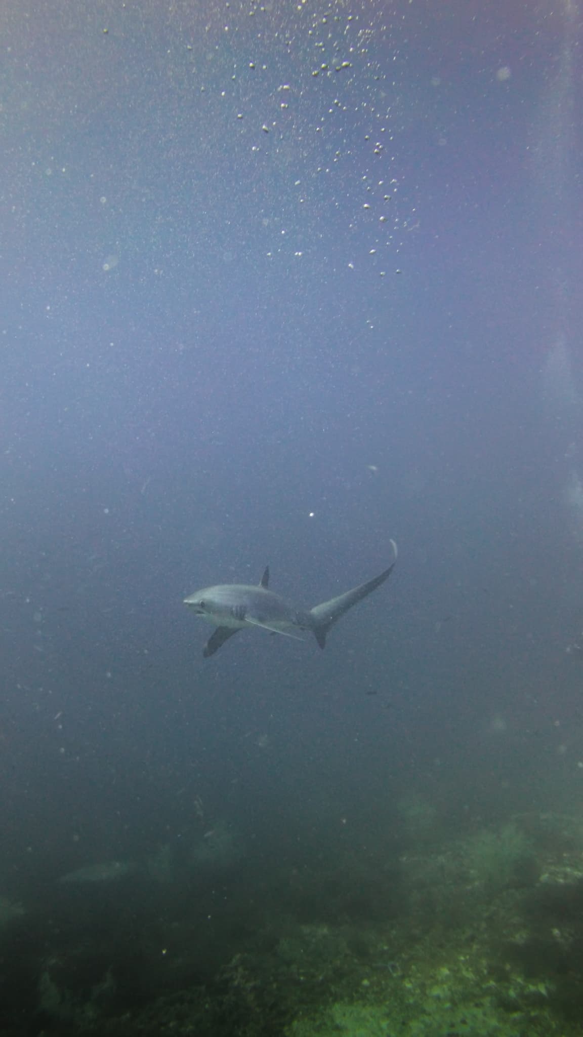Thresher Shark