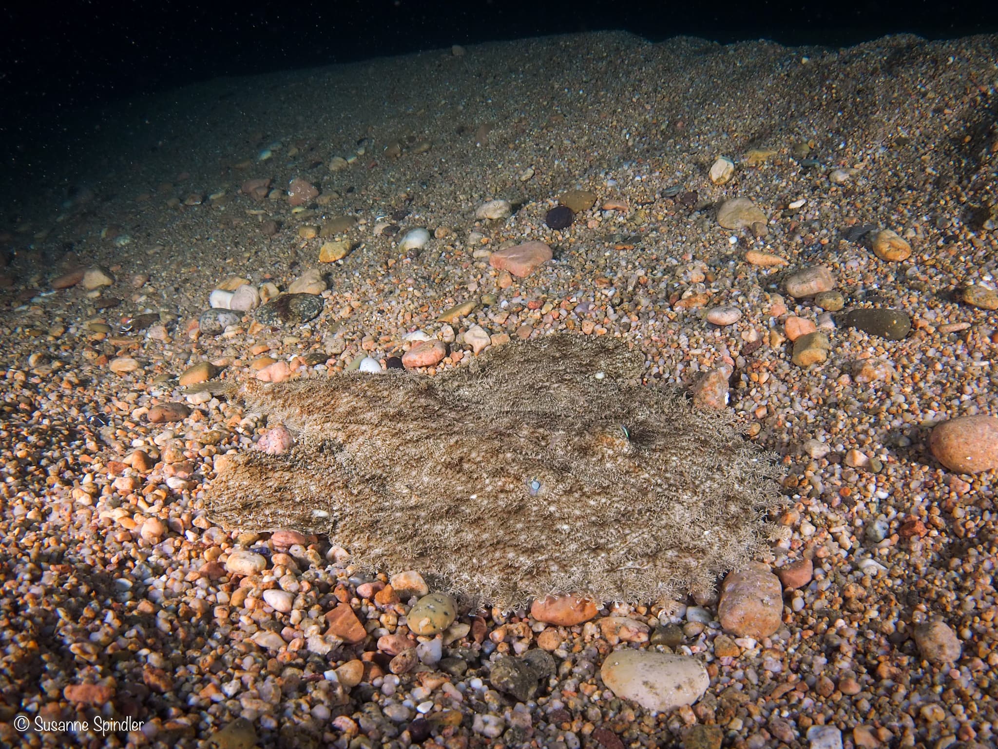 Blackbellied Anglerfish