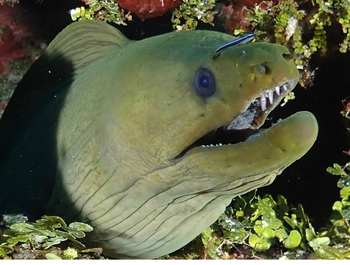 Panamic Green Moray
