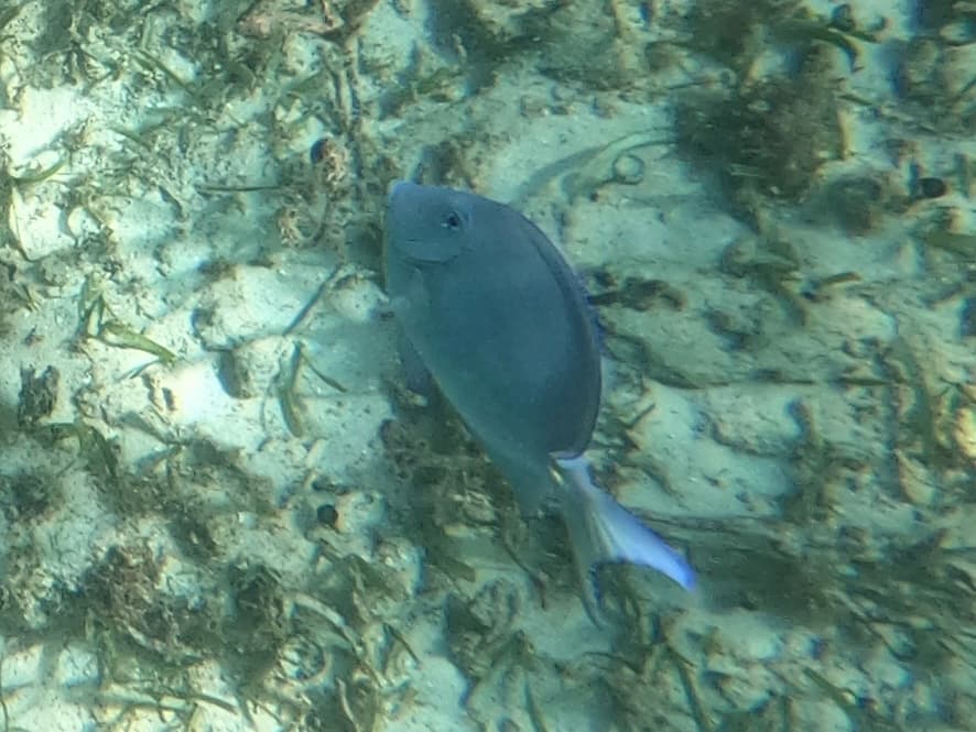 Blue Tang