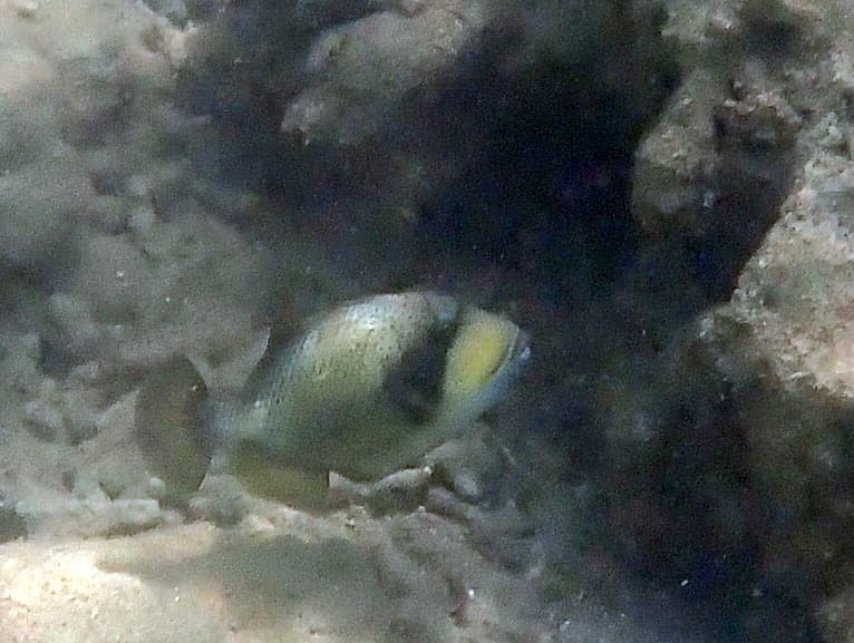 Triggerfish
