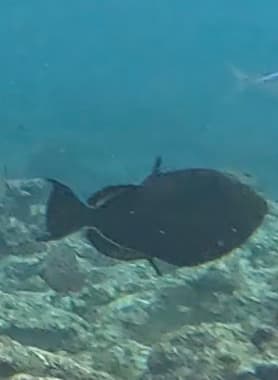Black Triggerfish