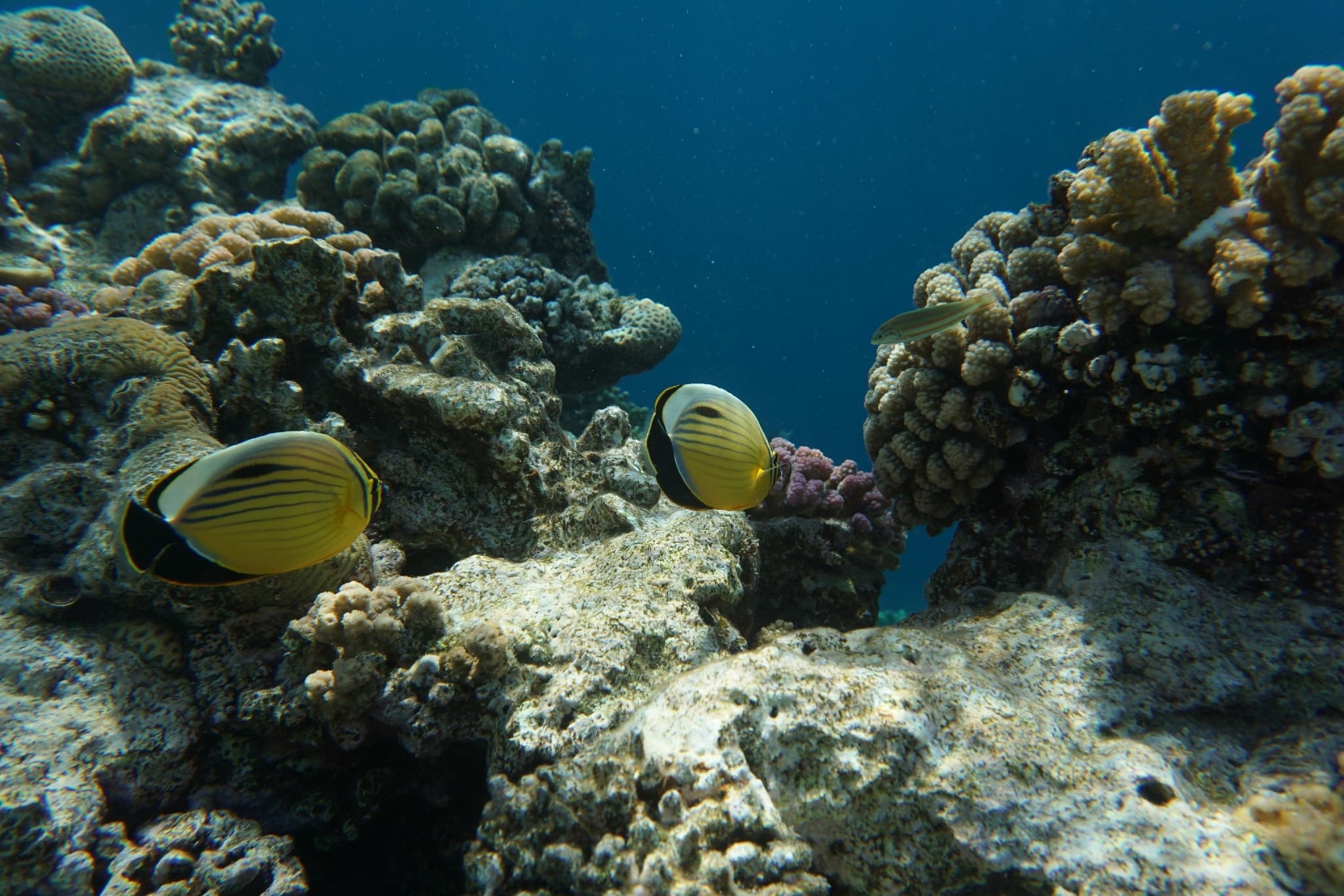 Blackback Butterflyfish