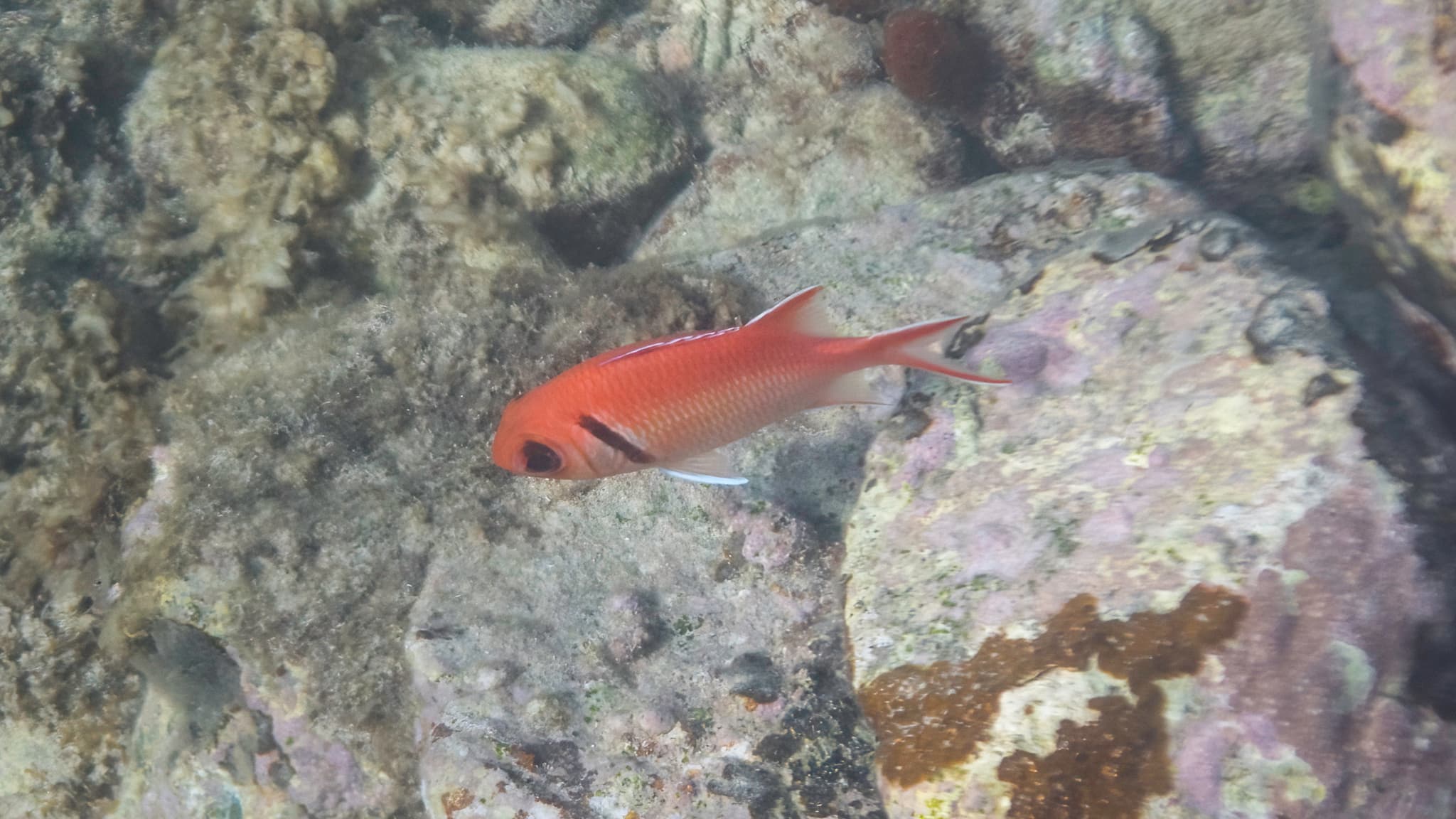 Blackbar Soldierfish