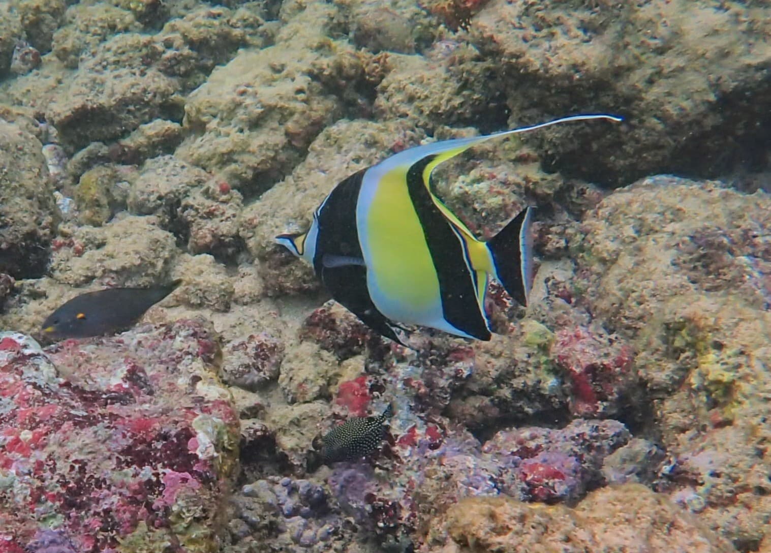 Moorish Idol