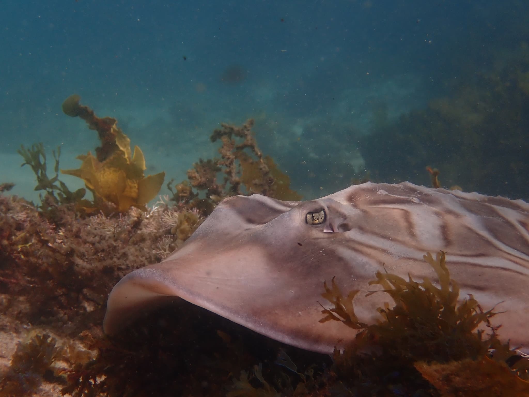 Guitarfish